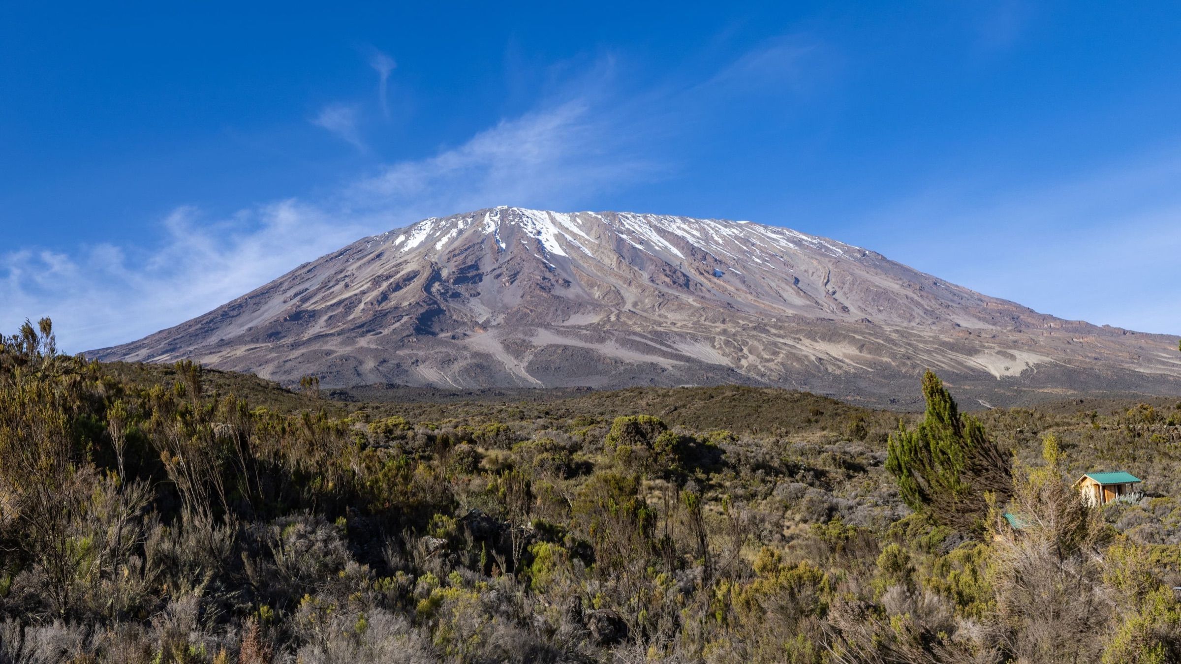 Kibo, der schneebedeckte Gipfel des Kilimandscharo, erhebt sich unter blauem Himmel über das Moorland